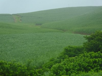 ToDurban (25)