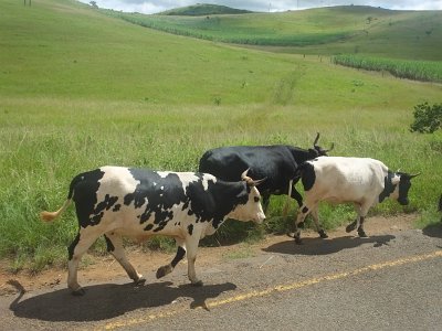 HIgameReserve (151)