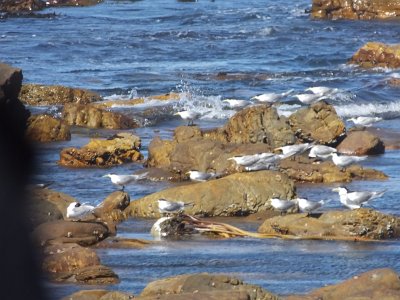 CapeGoodHope (52)