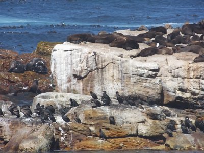 CapeGoodHope (65)