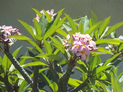 CapeGoodHope (96)