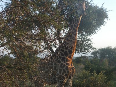 KrugerSafari (11)