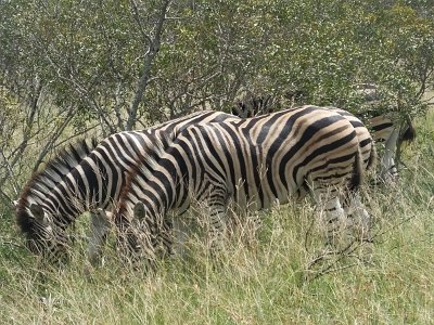 KrugerSafari (127)