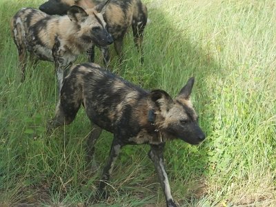 KrugerSafari (36)