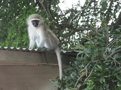 KrugerSafari (47)