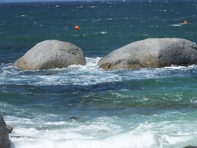penguins (17)
