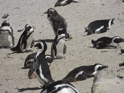 penguins (28)