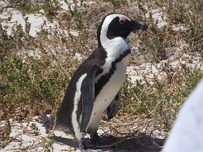 penguins (7)