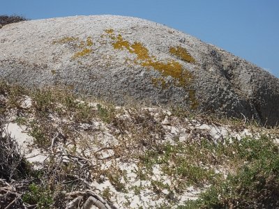 penguins (9)