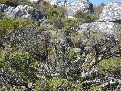 TableMtn (63)