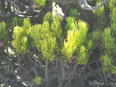 TableMtn (91)