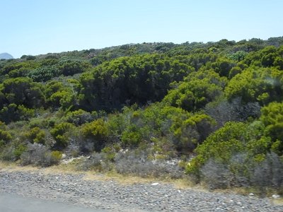 CPgarden (118)