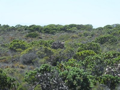 CPgarden (121)