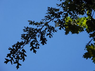 CPgarden (48)