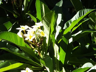 CPgarden (65)