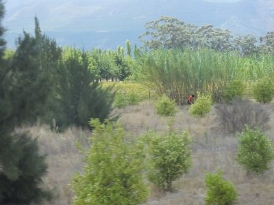 WineTour2SA (35)