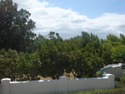 WineTour2SA (36)