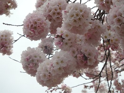 Spring25 (106)
