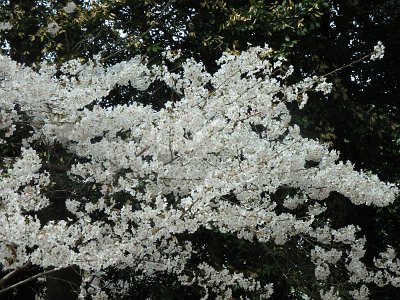 Spring25 (121)