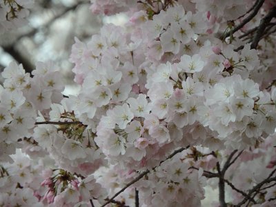 Spring25 (192)