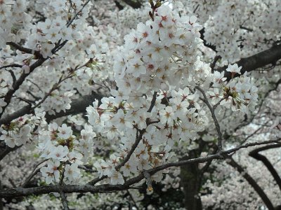 Spring25 (210)