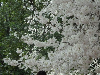 Spring25 (225)