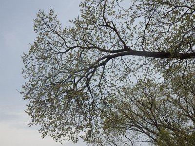 Spring25 (239)