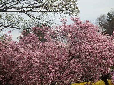 Spring25 (240)