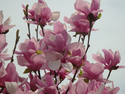 Spring25 (242)
