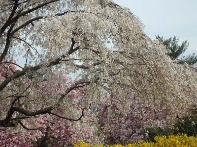 Spring25 (245)