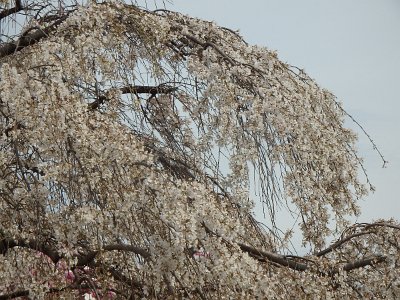 Spring25 (248)