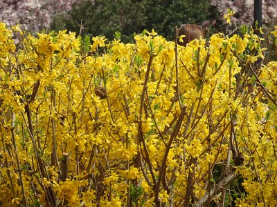 Spring25 (251)