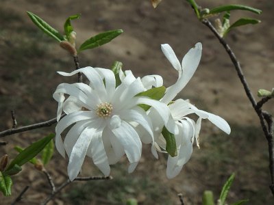 Spring25 (256)
