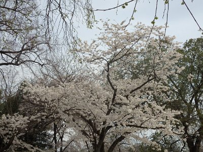 Spring25 (279)