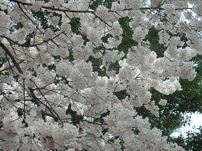 Spring25 (297)