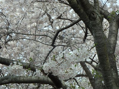 Spring25 (302)