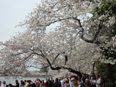 Spring25 (311)
