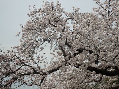 Spring25 (314)