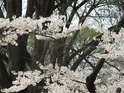 Spring25 (325)