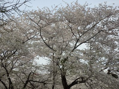 Spring25 (332)