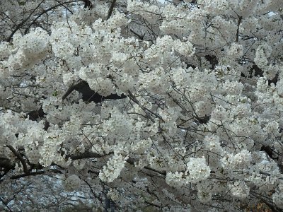 Spring25 (335)
