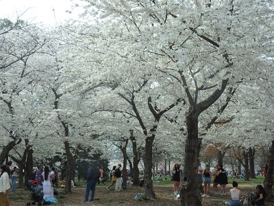 Spring25 (336)