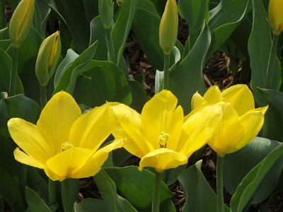 Spring25 (350)