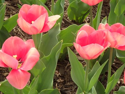 Spring25 (352)