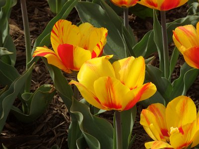 Spring25 (358)