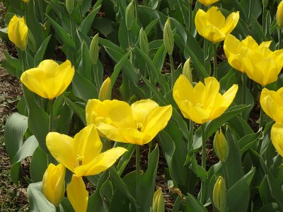 Spring25 (359)