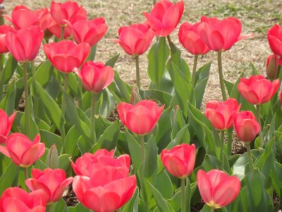 Spring25 (360)