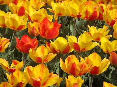 Spring25 (361)
