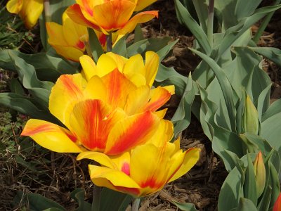 Spring25 (363)