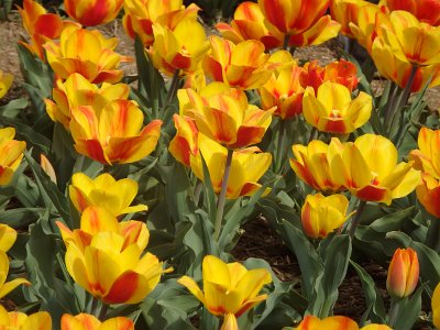 Spring25 (366)